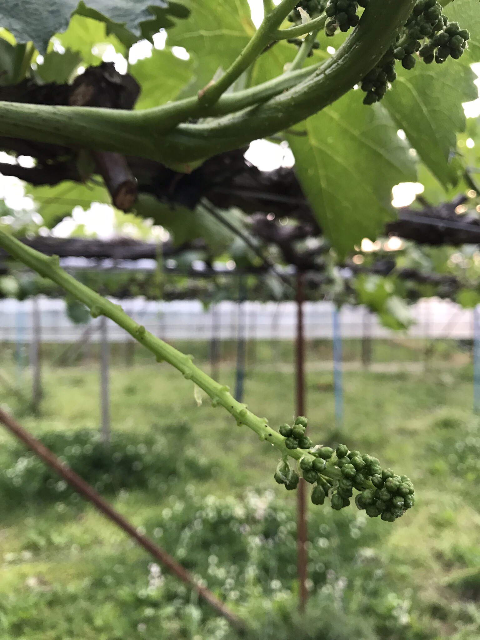 ぶどうの房切り作業 | 農作業 | 信州中野 つどい農園 | ブドウ・リンゴ