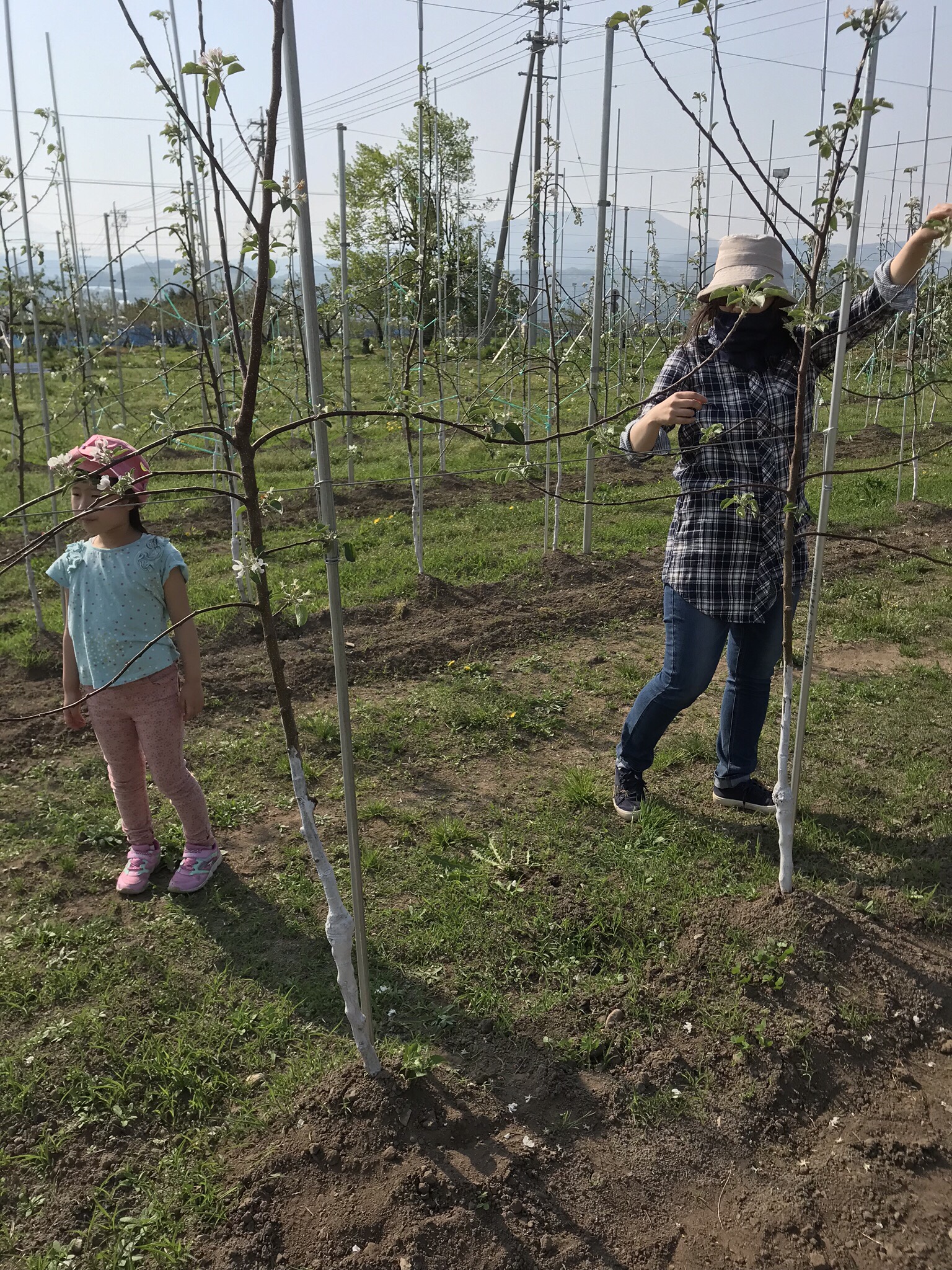 りんごの花摘み体験 | 農作業 | 信州中野 つどい農園 | ブドウ・リンゴ