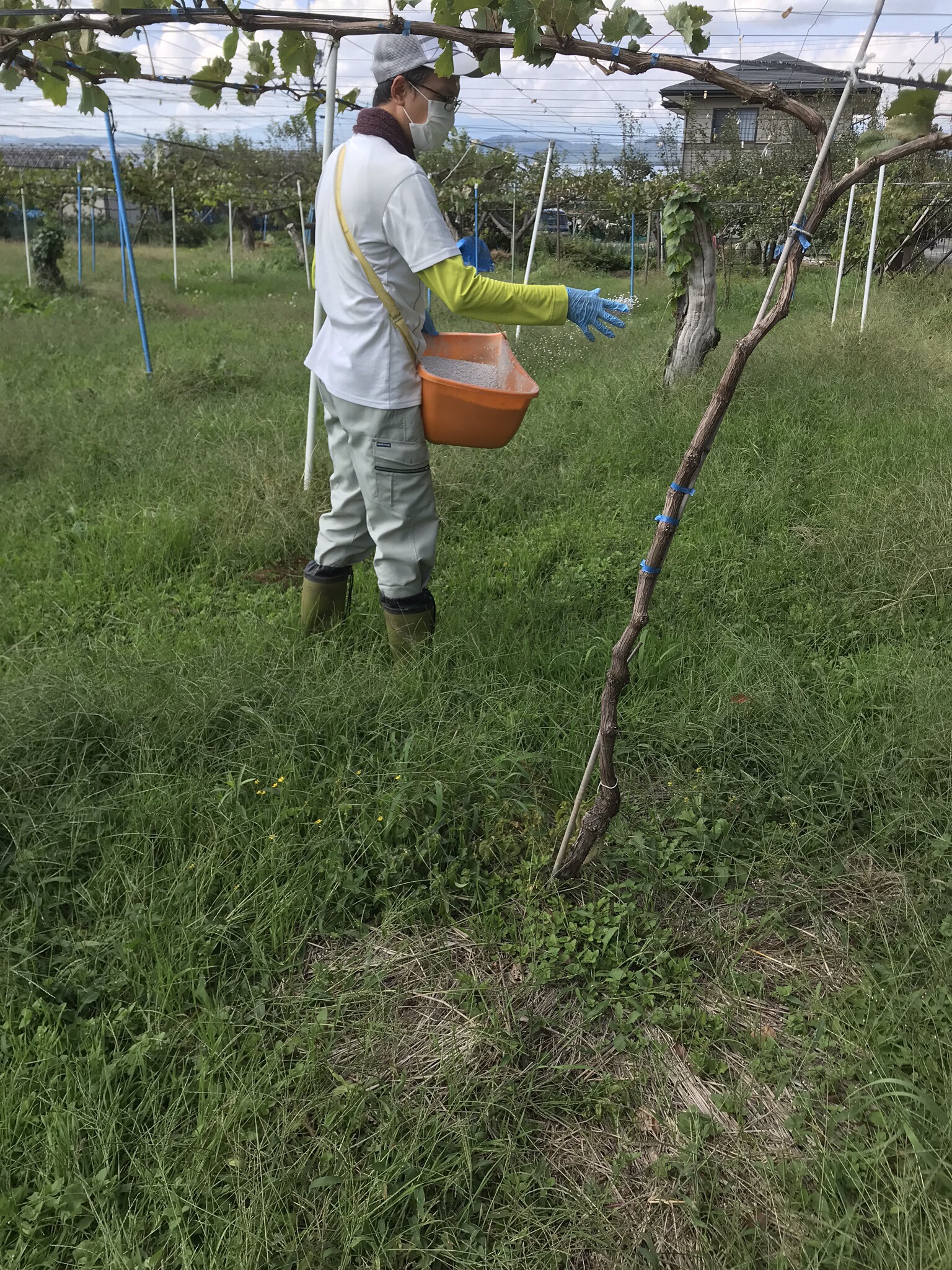 お礼肥 農作業 信州中野 つどい農園 ブドウ リンゴ プルーンを栽培している果樹農家です