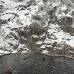 スノーモンキー