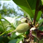 果樹の管理体験にて