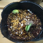 枝⾖発芽しました♪