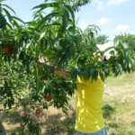 就農候補地見学②