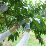 果樹の管理体験2回⽬