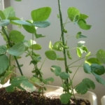 枝⾖収穫しました！