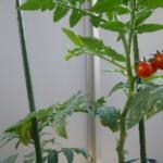 苗たちのその後