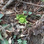 ジャガイモ植えました!