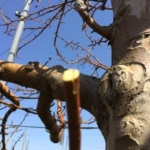 リンゴの接木 実習