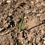 ナシの栽培方法について勉強しました