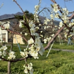 遅霜の恐怖